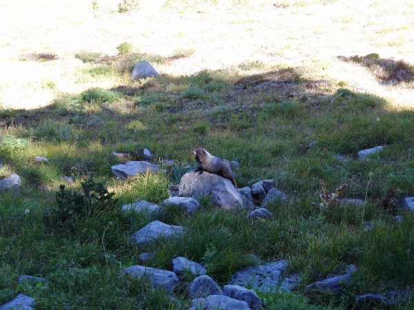 Marmot